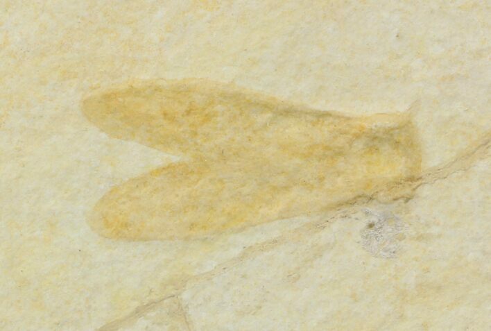 Jurassic Fossil Insect (Lacewing) - Solnhofen Limestone #52502